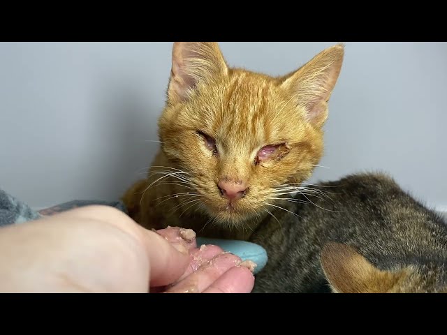 Thor and his seeing eye cat, Nyla - TinyKittens 2025 Gala