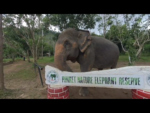 VR180 3D Nature Elephant Reserve in Phuket (Thailand) | VR180 3D VIDEO