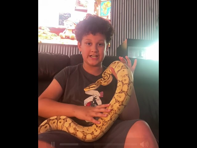Fun Facts About Ball Pythons! 🐍 | Kopia KidsExtra‑short
