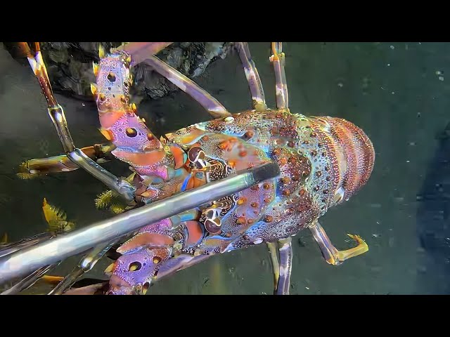 Live 🟢 –Night Dive Adventure - Endless Surprises？🦀🌊#diving  #fishing #hunting #shorts