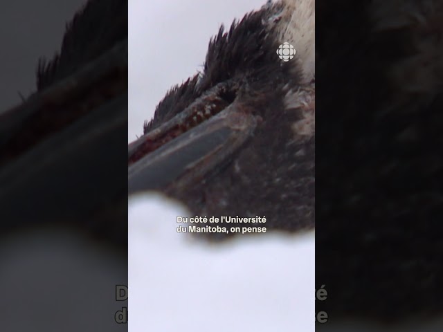 Wild geese found dead in Manitoba: bird flu may be responsible