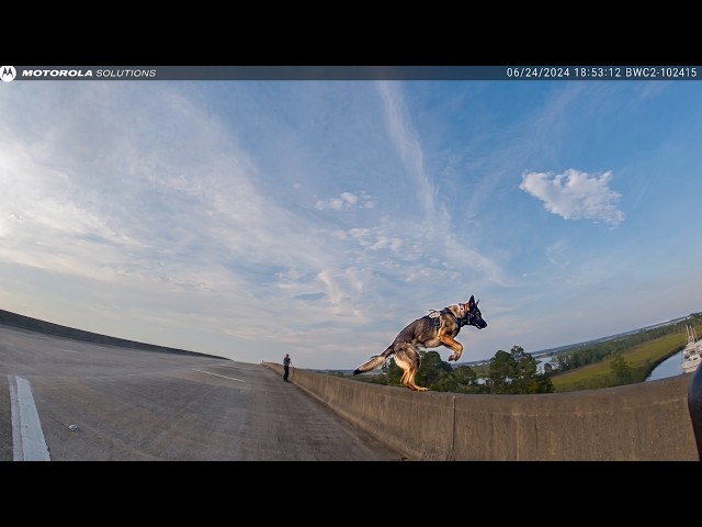 K9 Streeter Jumps from 40 foot Bridge to Chase Suspect