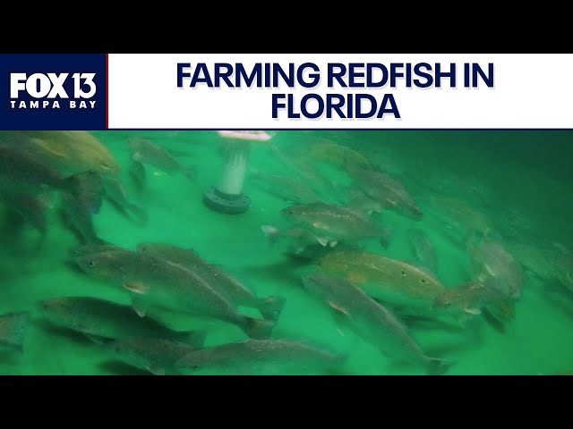 Florida redfish could be more widely available thanks to company