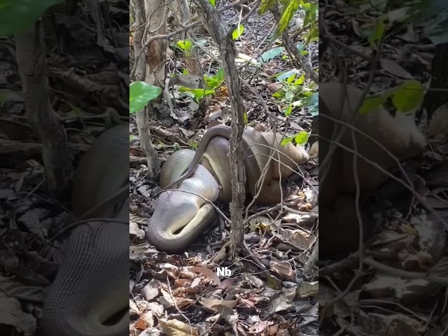 python caught deer and Python chewing deer