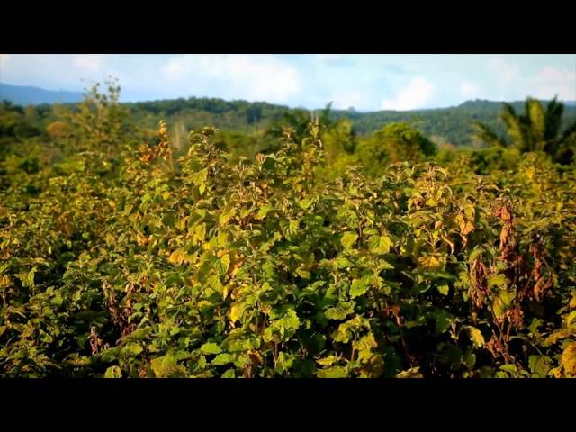 The Journey of Patchouli - Givaudan