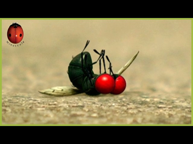 The Persevering One | Minuscule | 35' Compilation