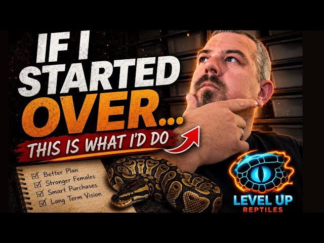 If I started my Ball Python Collection Over this is what I would do