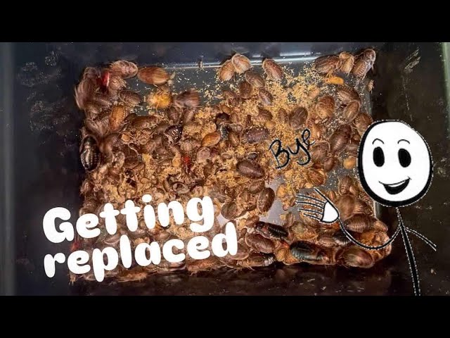 BIG losbter COCKROACH bin !!! ~ Will they EXPLODE in here?! HOPEFULLY!