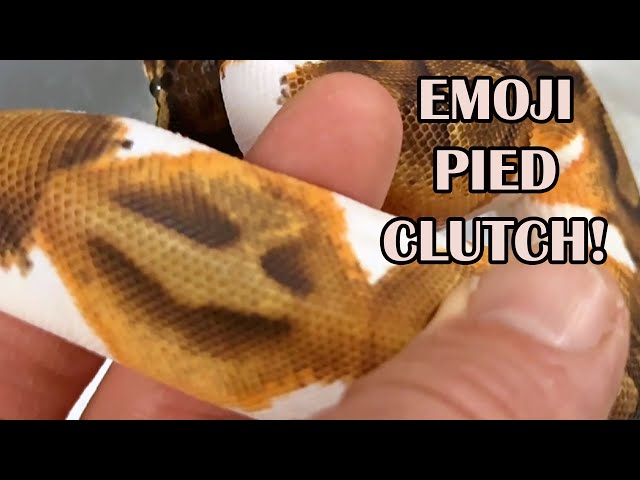 BEST GENES TO ENHANCE PIED BALL PYTHONS!