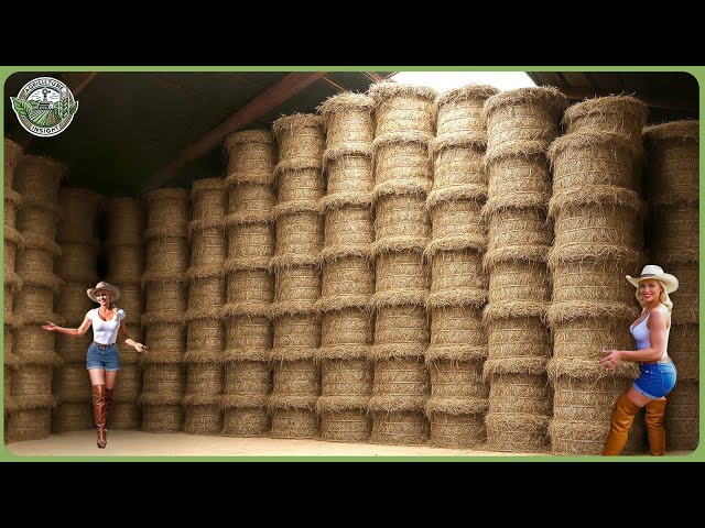 How Linen Is Made -  Fascinating Flax Processing of Million Tons In Modern Factory