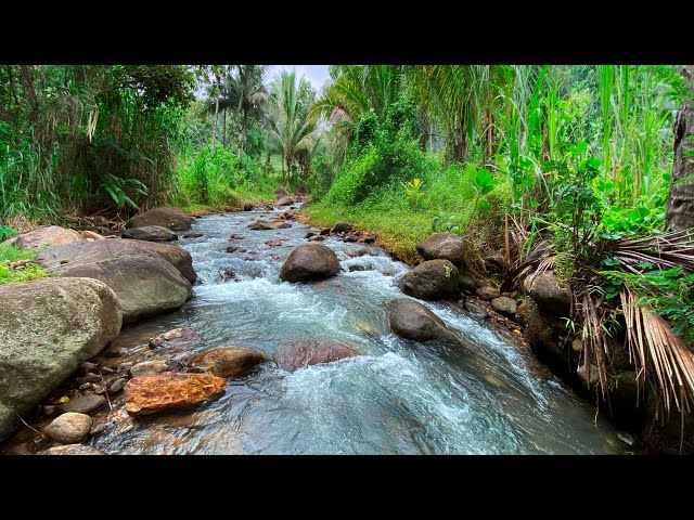 Relieve & Goodbye Stress with Calming River Sounds Surrounded by Palm Trees and Flowing Over Stones