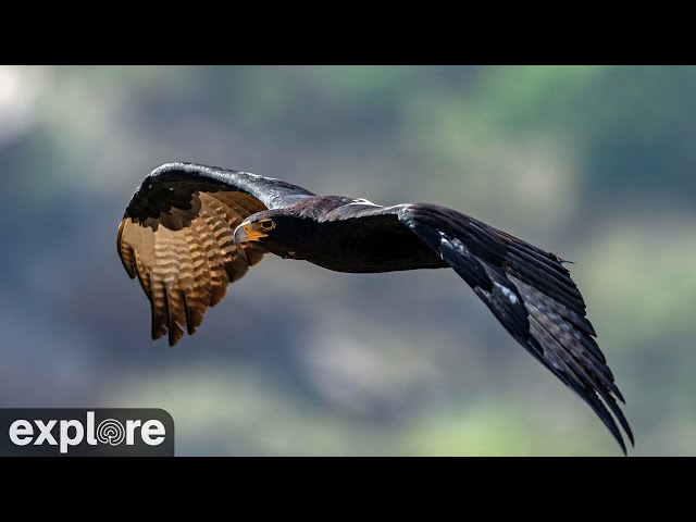 Black Eagles powered by EXPLORE.org