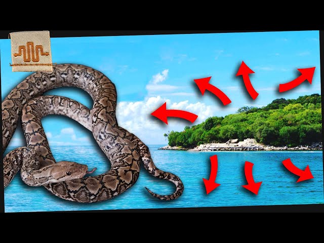 The Little Snake that’s Taking Over the World | KALATOA