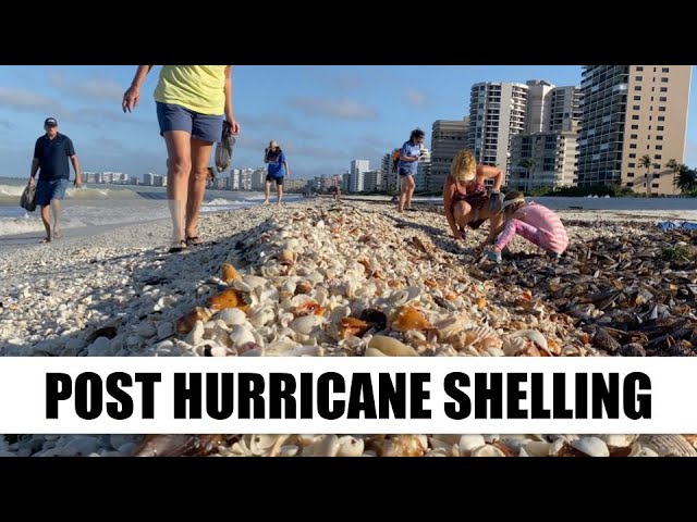 Post hurricane shelling. Milton carpeted South Marco Beach with shells!