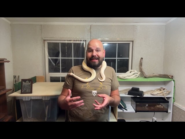 Are Ball Pythons Good Pets?