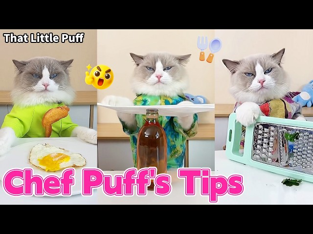 Puff’s Kitchen Hacks 🐱🍳 Become a Cooking Pro in No Time！| That Little Puff