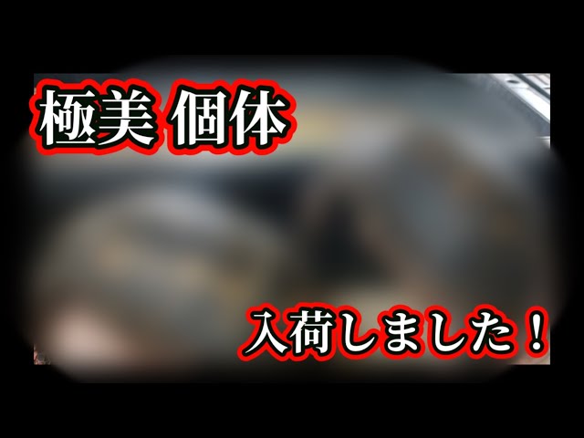 [New Arrivals 1/23] A pair of incredibly beautiful kittens have arrived!