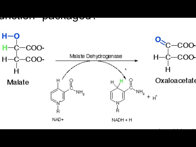 MDH Structure Function Introduction