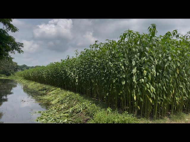 Jute Farming