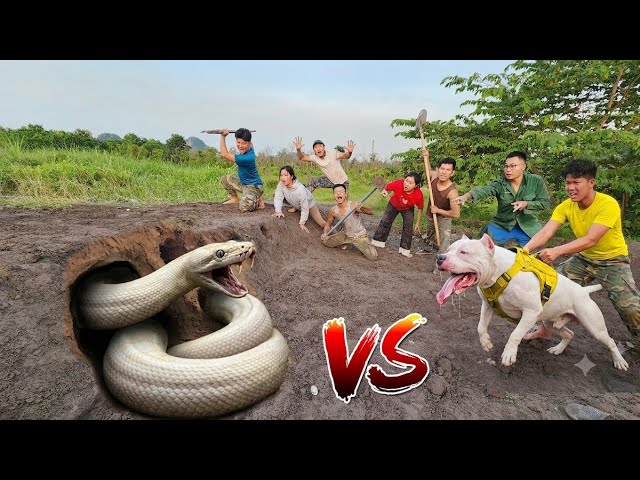 6 Brave Hunters and a Pit Bull Dig Up and Catch a Giant Python