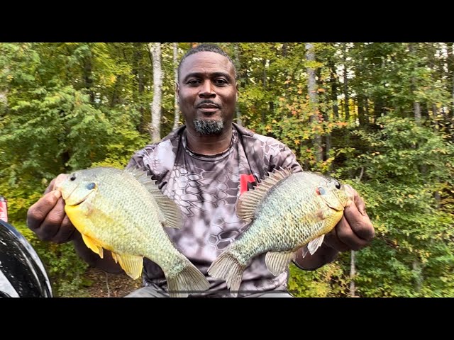 How to catch Red Ear Shellcracker