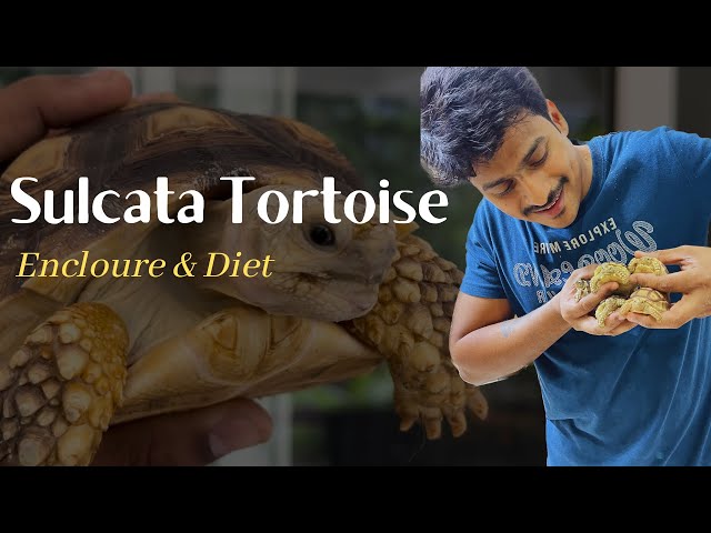 Sulcata Tortoise || Diet and enclosure | Telugu