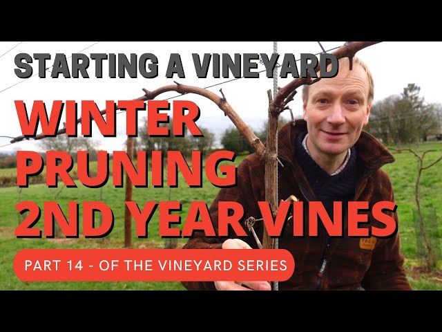 Starting a Vineyard Part 14 - Winter Pruning (2nd year vines) for Double Guyot training system.