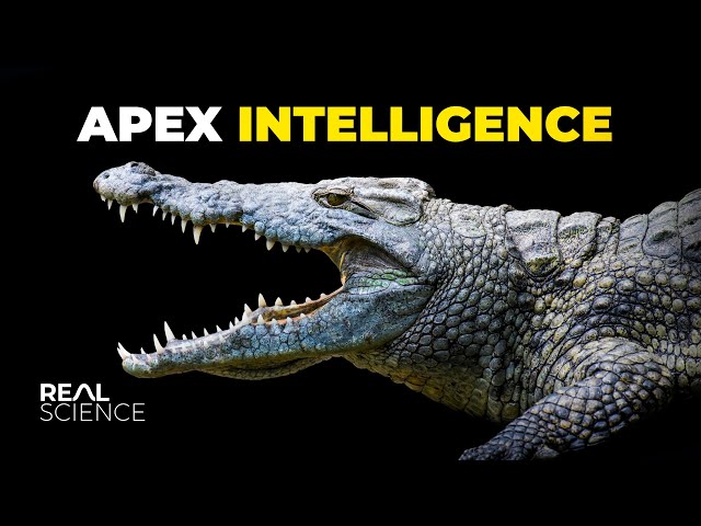 The Insane Biology of: The Saltwater Crocodile