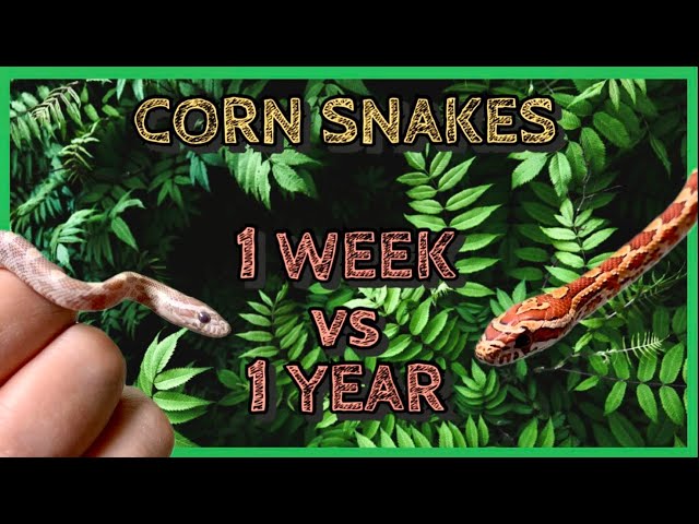 Corn Snake Morphs | 1 Week Old vs 1 Year Old Comparison!