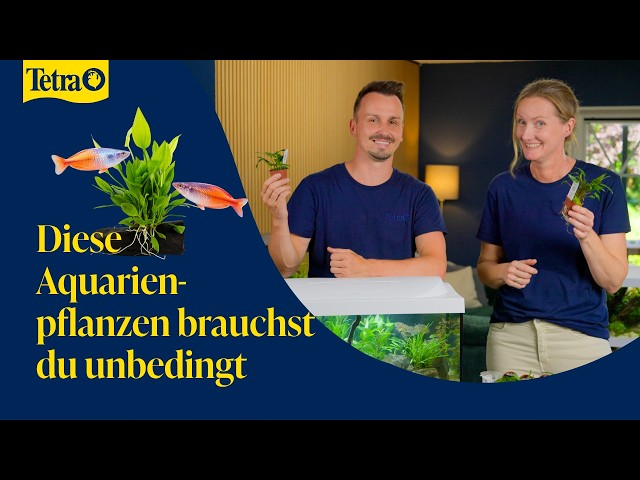 The 8 Most Beautiful Aquarium Plants for Beginners
