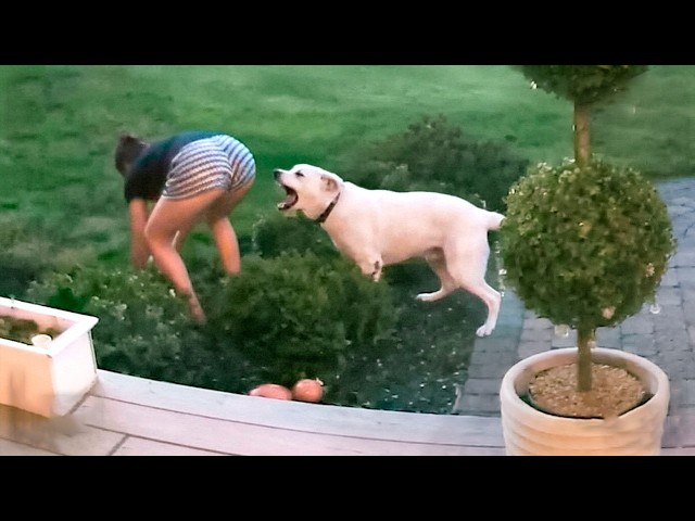 Caught in 4K! Funniest Security Camera Fails