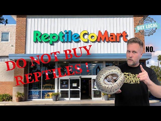 First Reptile Guide: How to Choose WHERE to Buy (Breeder vs. Pet Store)