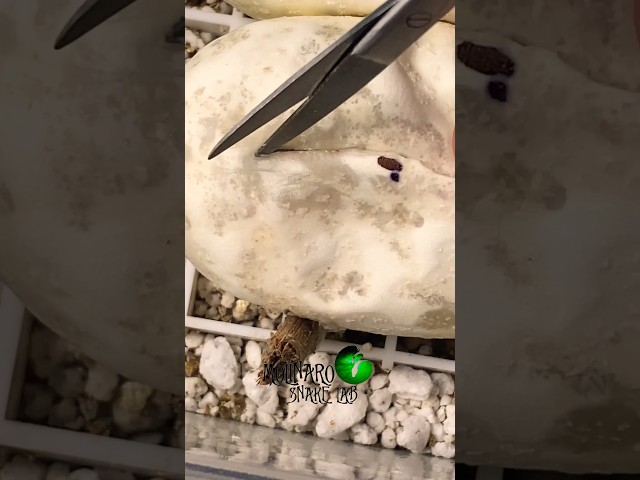 🐍One banana so far!🧪 #molinarosnakelab #python #ballpython #shorts #snakes #sawa #snakeeggs #eggs