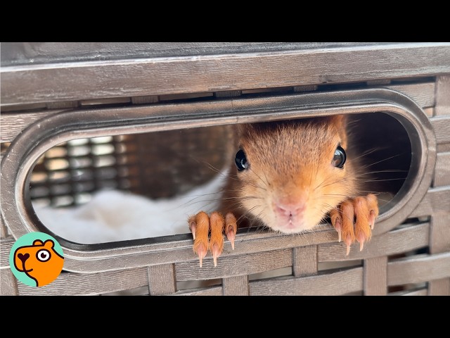 Wild Squirrel Comes Back Every Day To Visit The Woman Who Saved Him | Cuddle Buddies