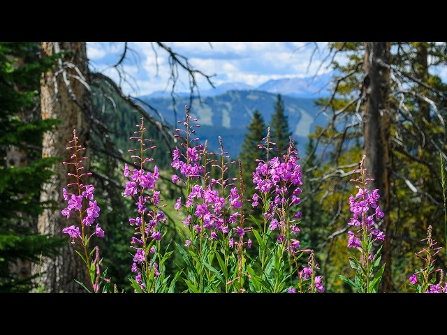 August Peaceful Melody, Beautiful Relaxing Music, Peaceful Soothing Instrumental Music, by Tim Janis