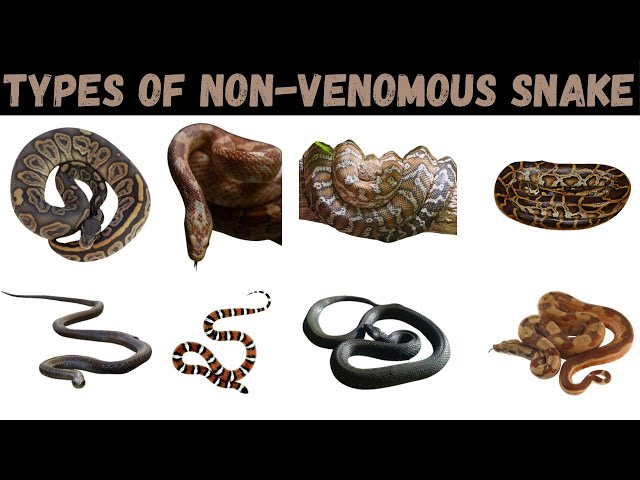 Types Of Non-Venomous Snake | Snake | Snakes For Kids #snake #education