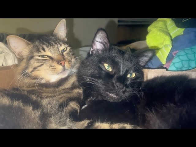 Susu-Watari and Swiss Snuggle and Groom Each Other!! #cat #catsiblings #tabbycat #blackcat #lick