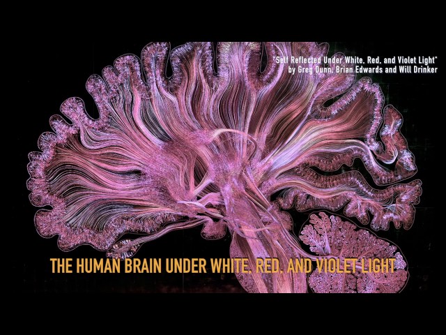 The 10 Best Science Visualizations of the Year