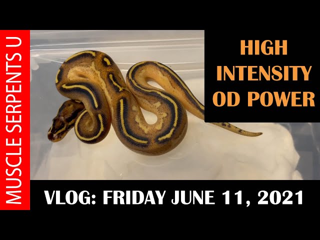 ORANGE DREAM HIGH INTENSITY ENCHI FREEWAY CLUTCH EXPLANATION! 6-11-21