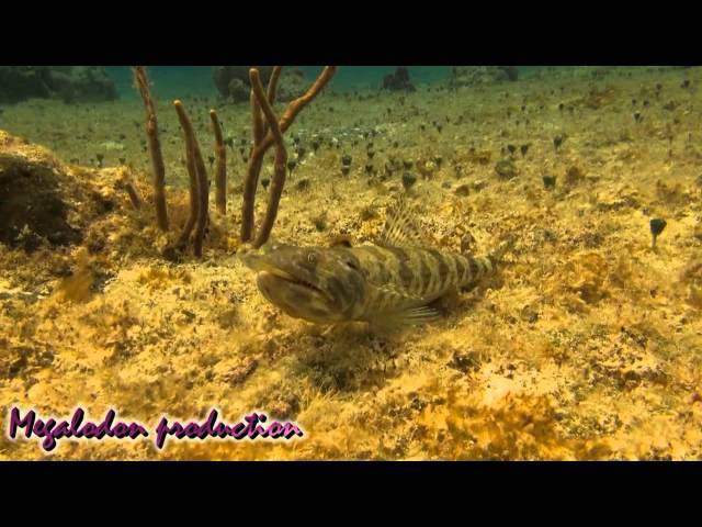 lizardfish eat trumpetfish