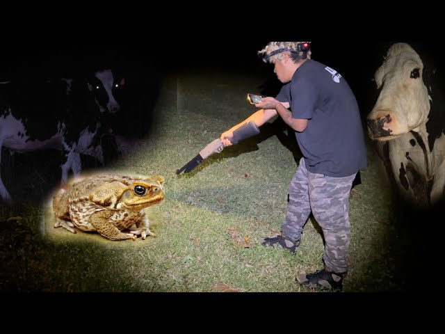 Hunting Crabs and Toads with Air Rifle in Raging Bull Territory! Iguana Man goes to Puerto Rico!