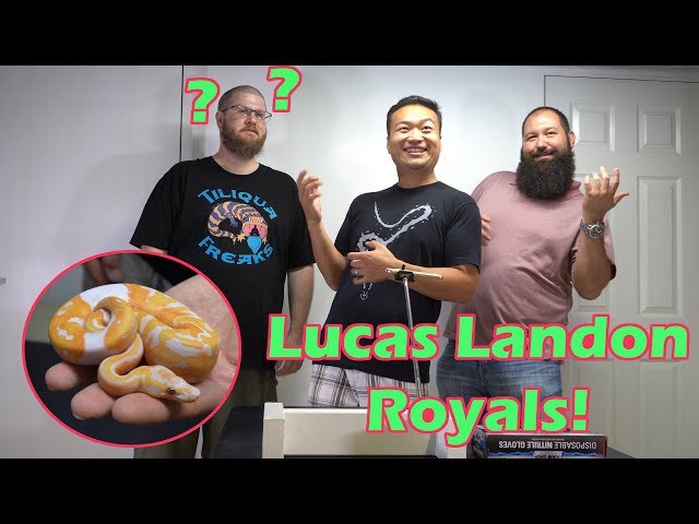Visiting Lucas Landon Royals - Dreamcicle (Lavendar Albino Pied)
