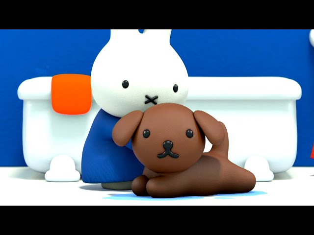 Miffy y los charcos | Miffy | Las Aventuras Grandes y Pequeñas de Miffy | Episodios Completos