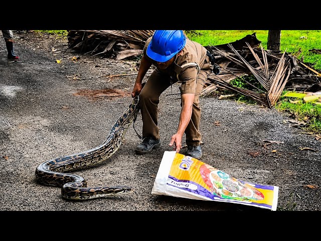 😱Terror of a 10-Foot Indian Rock Python in the Field | Attacked Multiple Times During Rescue | #r...