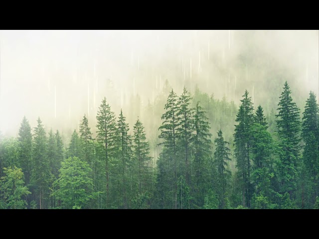 Ambient Dynamic Rain Sounds | Forest Rain Ambience for Relaxation, Sleep or Studying | 2 Hours