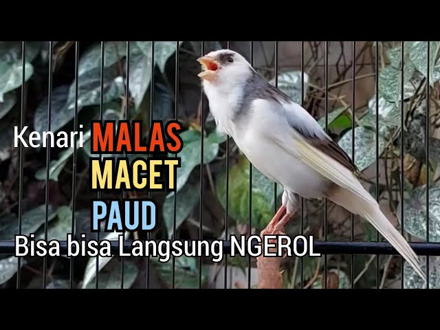 Kenari Gacor Panjang cuit cuit Ngerol, Pancingan Kenari Paud Belajar Bunyi Pun NYAUT Apalagi MACET