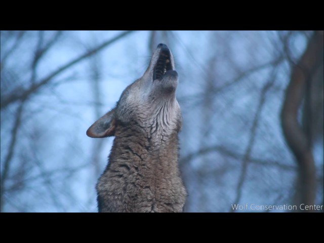 Red Wolf's Twilight Howl