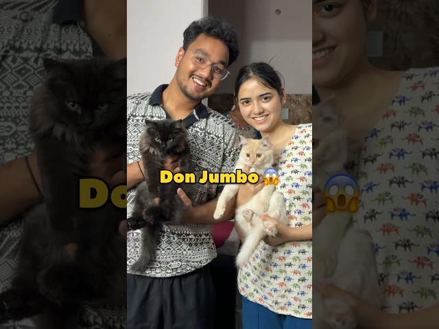 Don Jumbo 😱 #shorts #vlog #minivlog #dailyvlog #cat