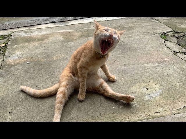 Oscar-Winning Performances by Dramatic Cats 🏆🎭