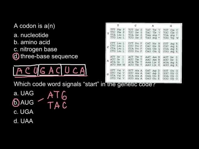What is a codon?  Explanation.